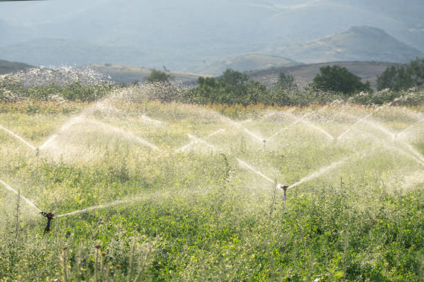istock Agricultural Irrigation System Watering Crops On Farm 1408189750