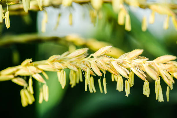 Close-up of corn pistil