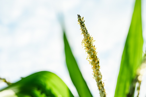 Nature Abstract, Close-up of flowering corn plant