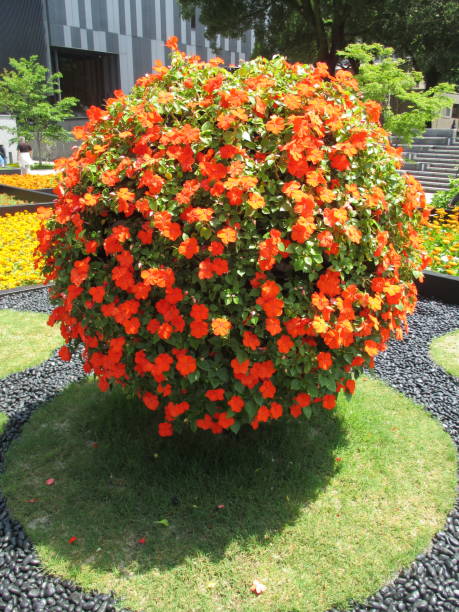 istock A beautiful spherical object made of orange flowers 1408190901