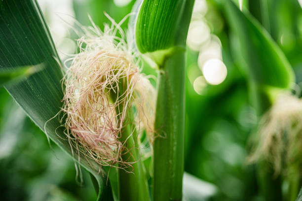 istock Close-up of corn hair 1408190933