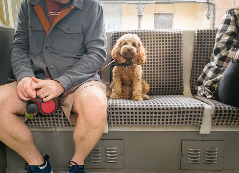 An obedient dog is sitting while on a train journey