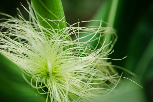 Close-up of young corncob with corn hair