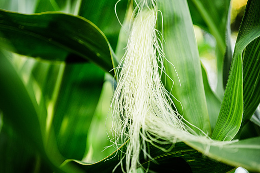 Close-up of young corncob with corn hair