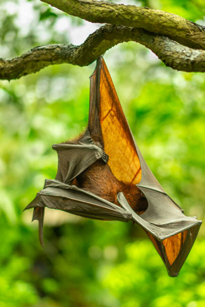 istock Pteropus poliocephalus - Gray-headed Flying Fox in the evening, hang down on the branch. 1408191179