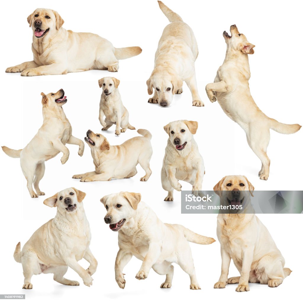 Set with images of big adorable purebred dog, Labrador isolated over white background. Concept of beauty, breed, pets, animal life. Set with images of big adorable purebred dog, Labrador isolated over white background. Concept of motion, beauty, vet, breed, action, pets love, animal life. Copy space for ad. Labrador Retriever Stock Photo