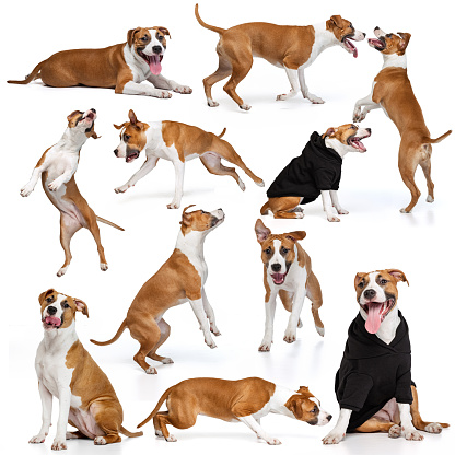 Collage made of images of cute purebred dog, staffordshire terrier isolated over white background. Concept of motion, beauty, vet, breed, action, pets love, animal life. Copy space for ad.