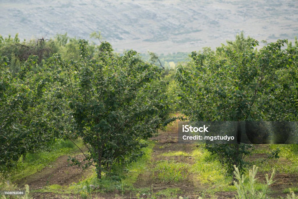 Apple orchard Green apples ready to ripen in the apple orchard in the spring season Agricultural Field Stock Photo