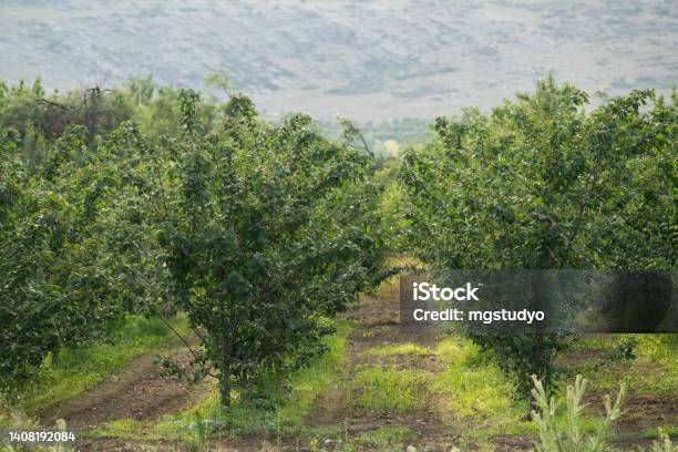 Apple Orchard Stock Photo - Download Image Now - Agricultural Field, Agriculture, Anatolia