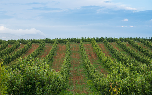 Apple orchard with hill rows of trees in spring fall farm countryside