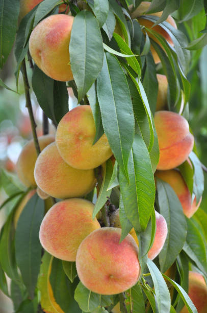 istock On the tree branch ripe peach fruits 1408192709