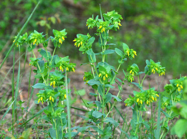 istock Cerinthe minor grows in nature 1408192724