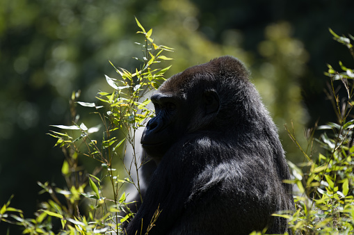 Silverback (dominant male) Eastern Lowland Gorilla (gorilla beringei graueri) is feeding. Location: Kahuzi Biega National Park, South Kivu, DR Congo, Africa. Shot in wildlife.