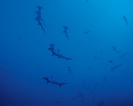 blue background There are many hordes of hammerhead sharks swimming