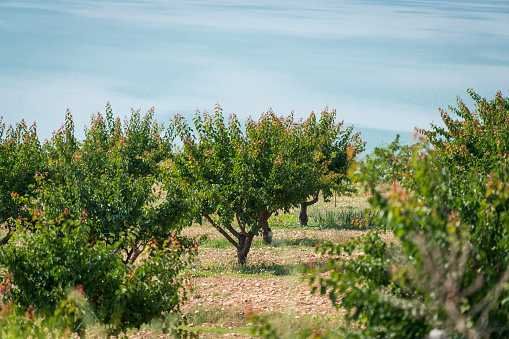 closeup of a branch of an almond tree with some green almonds against the blue sky