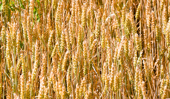Large ripening wheat field in summer sun with some field bindweeds. This image is part of a series.