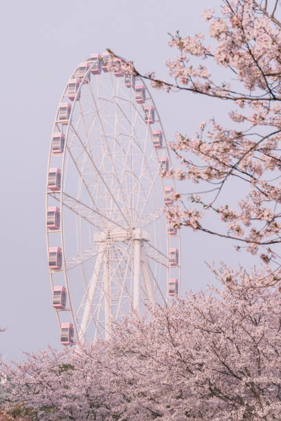 istock Ferris wheel in the cherry trees 1408194902
