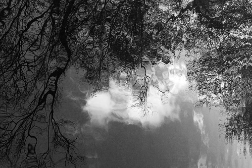 Reflections of a forest in water.