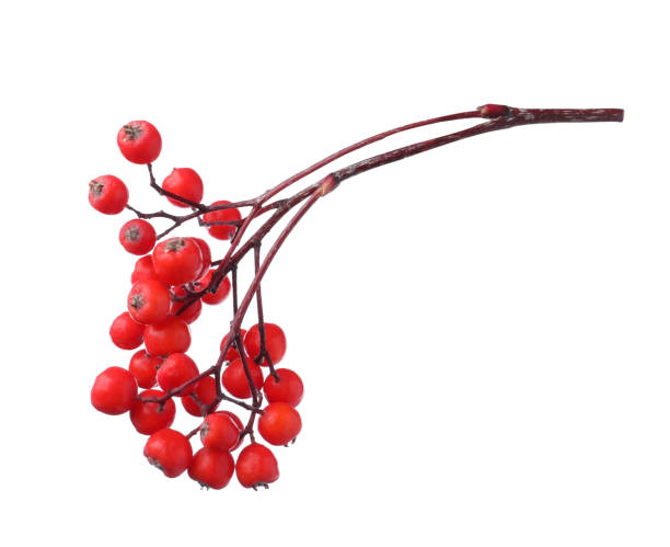 istock Bunch of ripe rowan berries on white background 1408195260