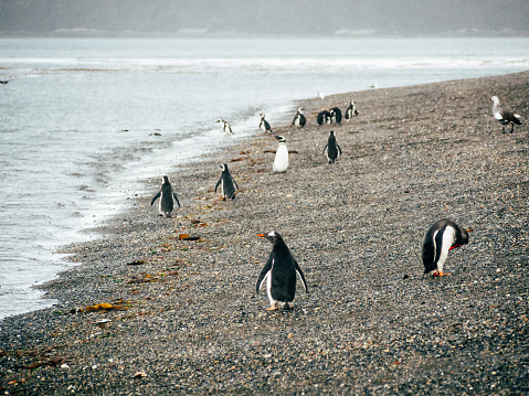 Magellan penguins in Isla Martillo near Ushuaia, Patagonia. The Magellanic penguin (Spheniscus magellanicus) is a South American penguin. Gentoo Penguins are normally found on the shorelines of the Antarctic peninsular and on many sub-Antarctic islands.
