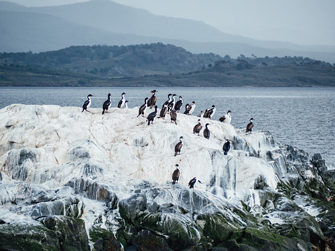 A lot of imperial shags near Ushuaia, Patagonia. Mountains in the background.