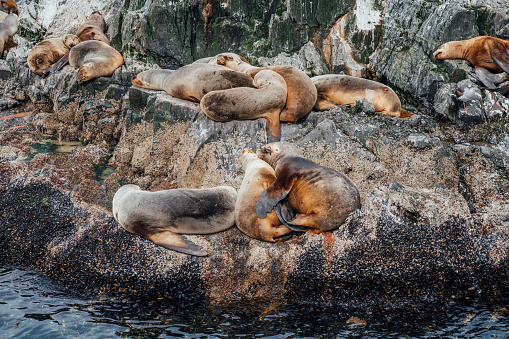 Group of sea lions having a nap on a rock near Ushuaia, Patagonia.