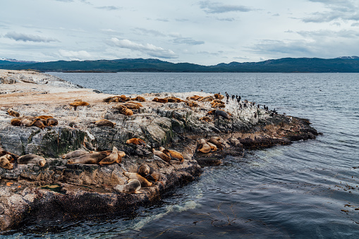 Group of sea lions having a nap on a rock near Ushuaia together with some cormorants, Patagonia.