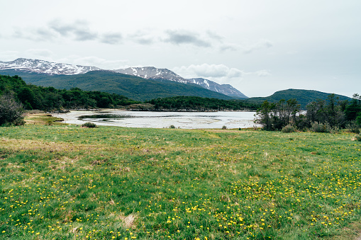Lapataia Bay in Tierra del Fuego, Patagonia, Argentina. Yellow flowers in the foreground.