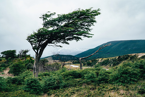 Tree bent by the wind near Ushuaia in Patagonia, Argentina