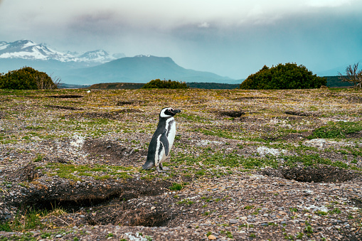 A lonely magellan penguin in Isla Martillo, Patagonia. The Magellanic penguin (Spheniscus magellanicus) is a South American penguin.
