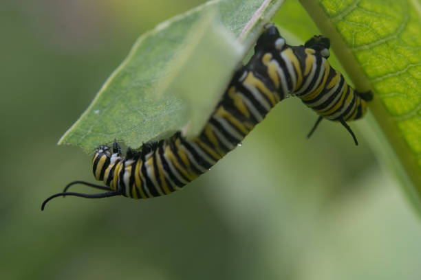 istock Monarch Butterfly Caterpillar upside-down 1408195916