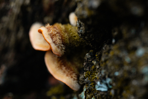 Close up of a fungus.