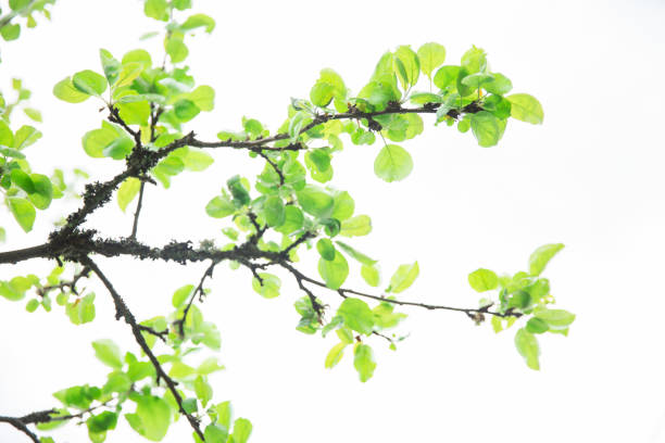 istock Lush green leaf, purity nature background. Green leaves on elm tree. Nature spring and summer banner. Plants against the blue sky concept. Trees branch isolated on white background 1408196043