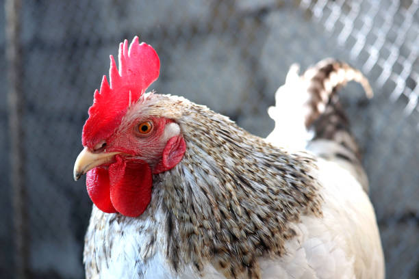 istock Rooster in the chicken coop 1408197023