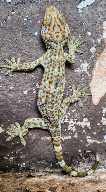 Gecko relaxing Gecko relaxing  around the hose. tokay gecko stock pictures, royalty-free photos & images