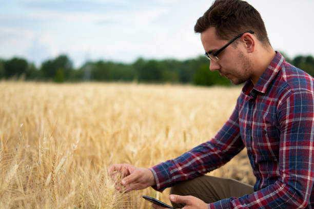 ein landwirt hält ein telefon und weizen in seinen händen, agronomist verwendet online-datenmanagement-software, erstellt ertragskarten in einem weizenfeld, präzisionslandwirtschaft. - 5944 stock-fotos und bilder