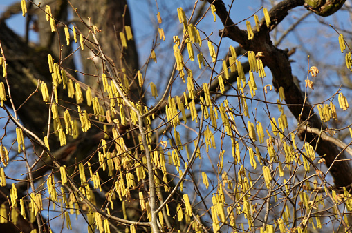 Common hazel (Corylus avellana) in the spring blooms in the forest