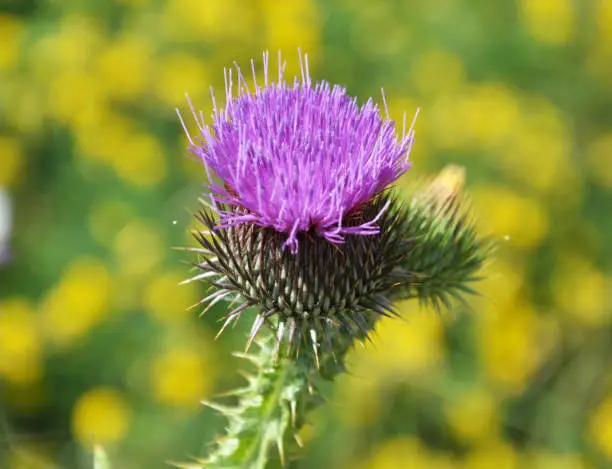 Photo of In the meadow among herbs blooms thistle (Carduus) .