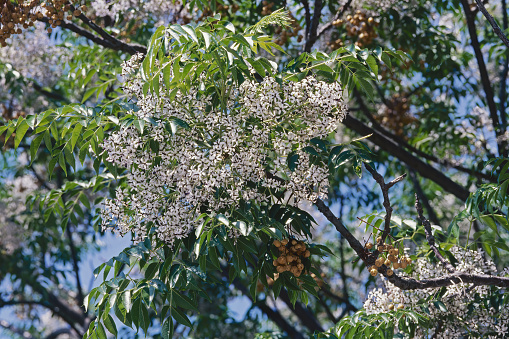 chinaberry tree in bloom, flowers, leaves and old fruits