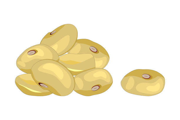 ilustrações de stock, clip art, desenhos animados e ícones de soy bean isolated on white background. soybean icon. sweet soybean seed stack. - soybean isolated seed white background