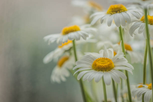 Nivyanik Leucnthemum flower  bloom against the window