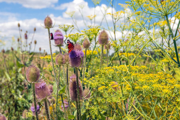 Peacock butterfly visits a purple blooming wild teasel plant