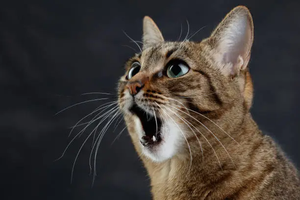 Muzzle of a cute tabby cat with open mouth, selective focus.