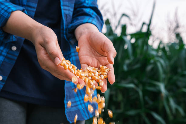 yellow ripe corn grain in woman farmer hand pouring with plantation farm background yellow ripe corn grain in woman farmer hand pouring with plantation farm background, industrial agriculture harvest festival stock pictures, royalty-free photos & images