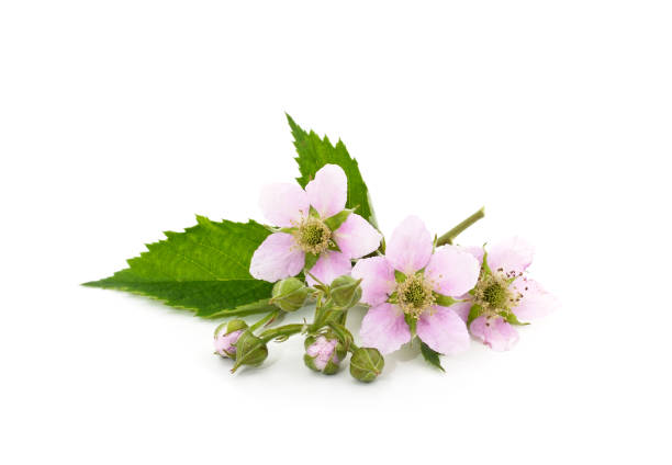 istock Beautiful blackberry flower. 1408203356
