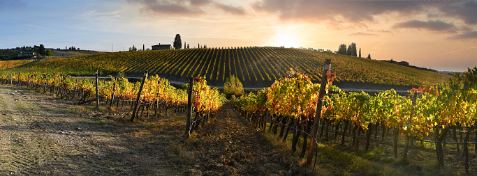 Sunset sky on beautiful rows of yellow vineyards in Chianti region. Tuscany, Italy