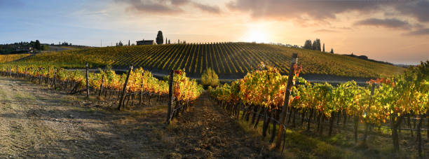 Sunset sky on beautiful rows of yellow vineyards in Chianti region. Tuscany, Italy stock photo