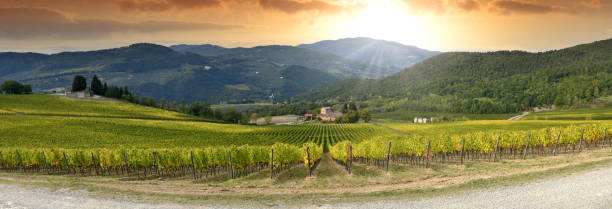 beautiful vineyard in tuscan countryside at sunset. Italy. stock photo