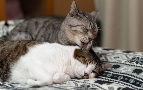 Two cats Two cats preening stock pictures, royalty-free photos & images