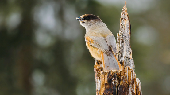 Red-breasted nuthatch in the boreal forest in winter.